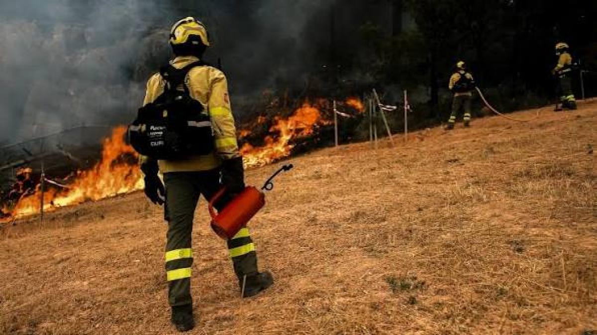 Agentes Forestales